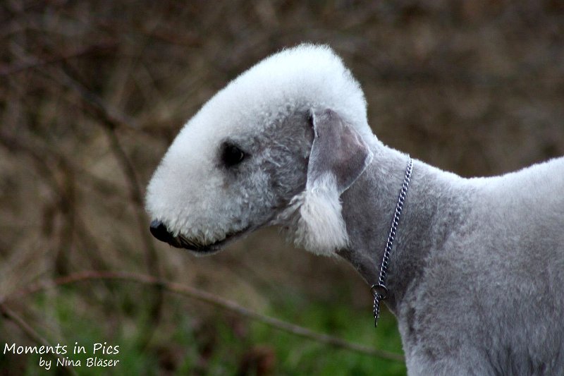 2010-04-02 Airis Blue Volshebny Svet (18).JPG